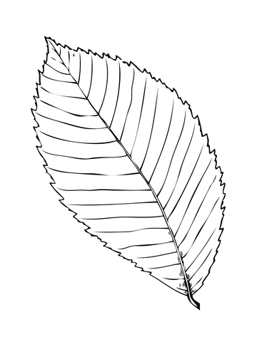 Rock Elm Or Cork Elm Leaf Coloring Page